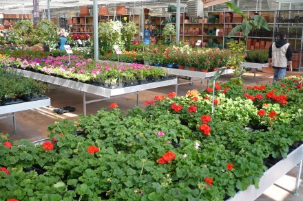 coltivazione gerani e stagionali primaverili - Bonini Garden e Giardini